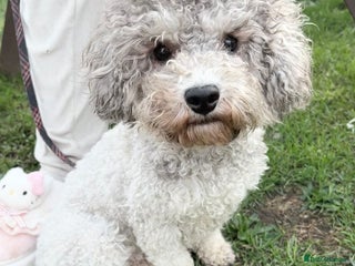 Toy Poodle dogs - Advert 30