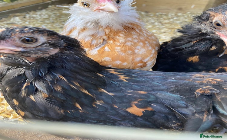 Chickens poultry - Advert 13