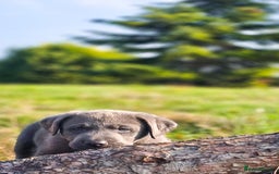 Labrador Retriever dogs for sale: 🐾Meet our adorable silver & charcoal lab pupps🐾  - Image 18