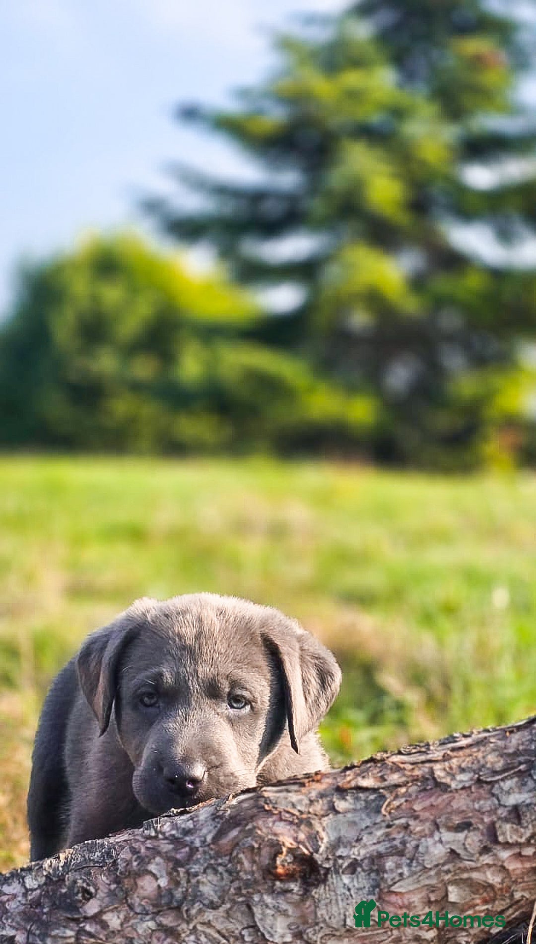 Labrador Retriever dogs for sale: 🐾Meet our adorable silver & charcoal lab pupps🐾  - Image 18