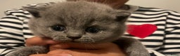 British Shorthair cats for sale:  Pedigree British shorthair kitten - Advert 4