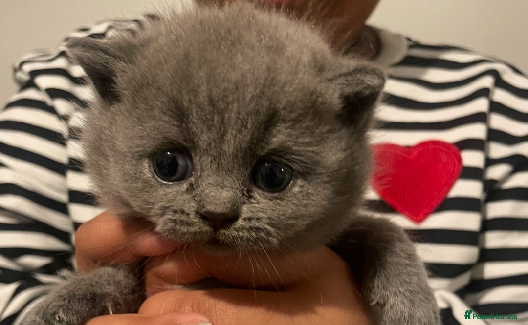 British Shorthair cats for sale:  Pedigree British shorthair kitten - Advert 4
