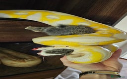 Snake reptiles for sale: Reptile rehoming - Image 6