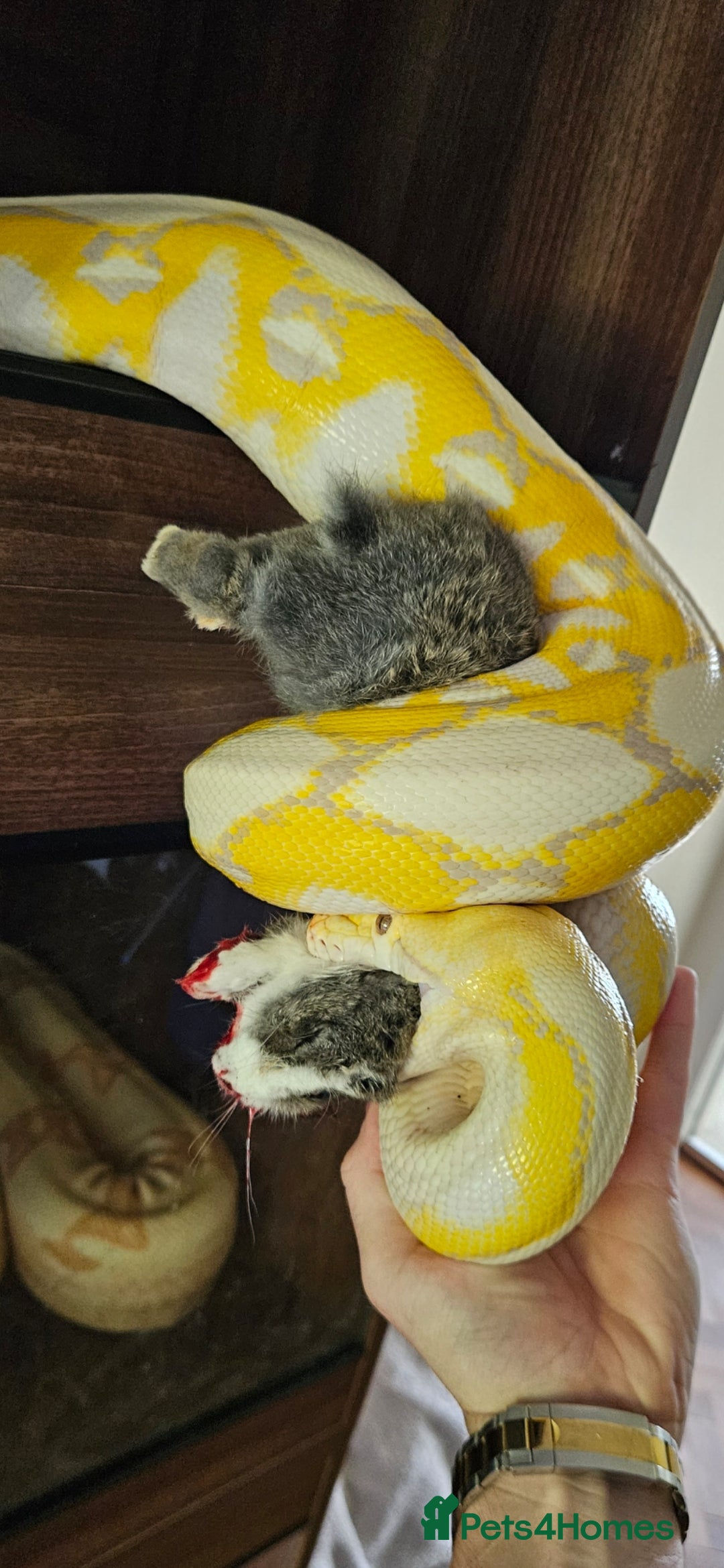 Snake reptiles for sale: Reptile rehoming - Image 6