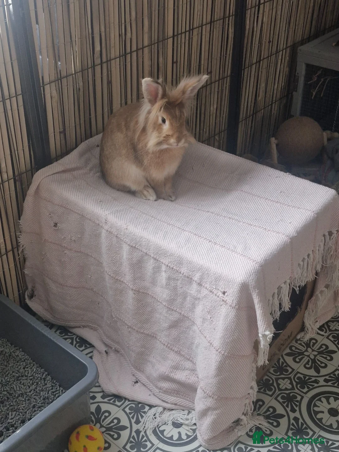 Lionhead rabbits for sale: Bonded lion head sisters - Advert 10