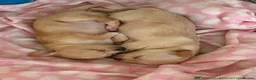 Chihuahua dogs for sale: One boy chihuahua left in London - Advert 4