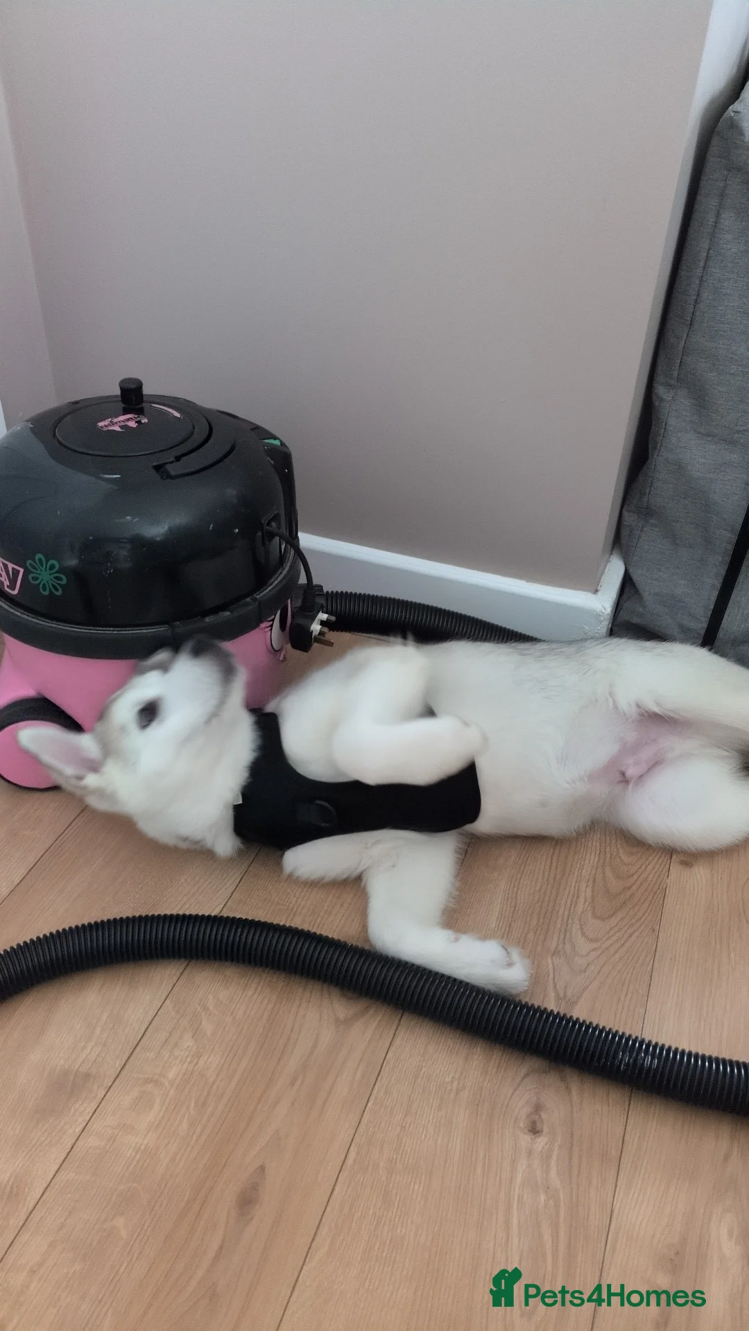 Siberian Husky dogs for sale: Siberian Husky puppy - Advert 3