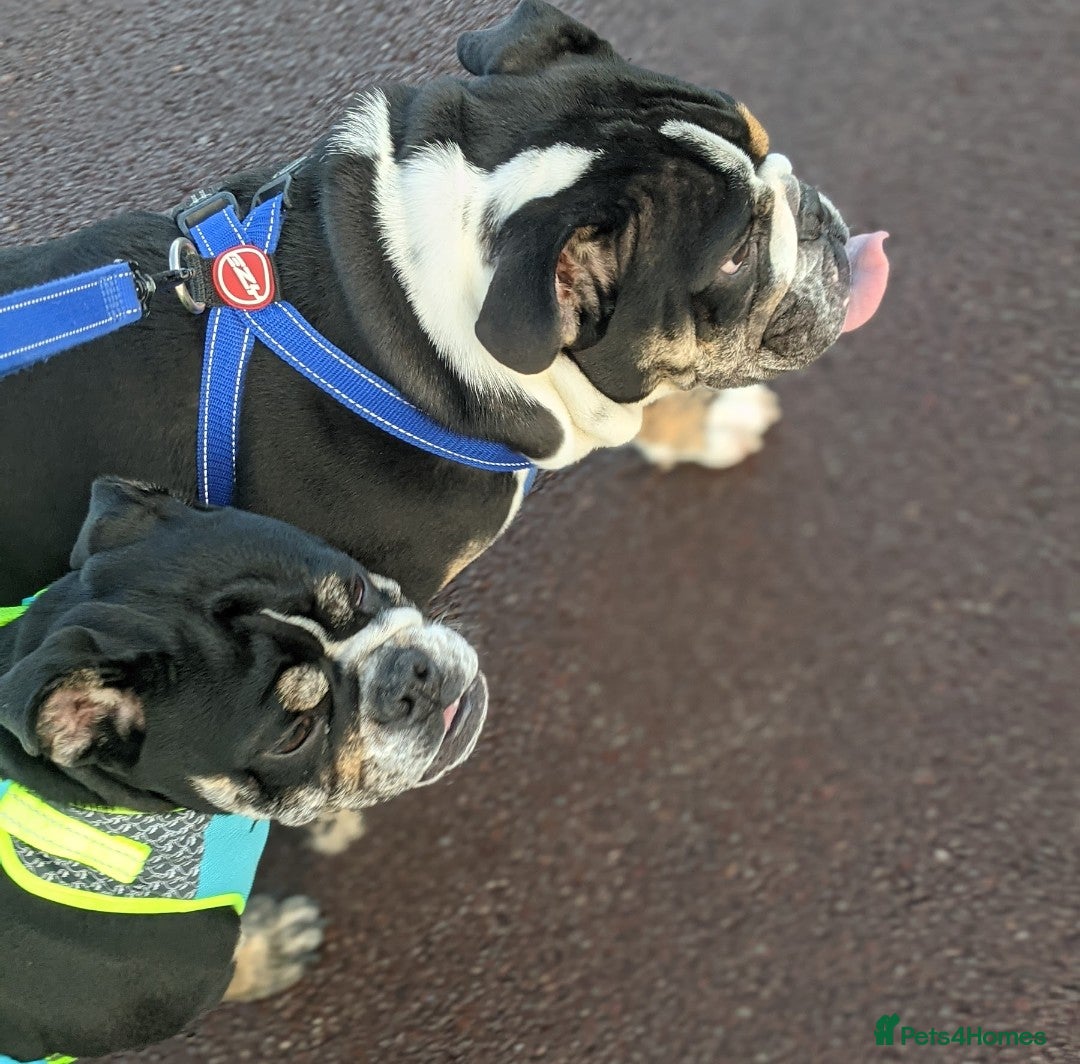 English Bulldog dogs for sale: Brother and sister looking for new home - Advert 5