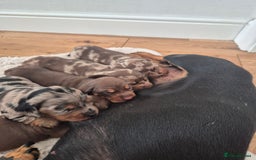 Dachshund dogs for sale: Miniature dachshund puppies PRA CLR - Image 15