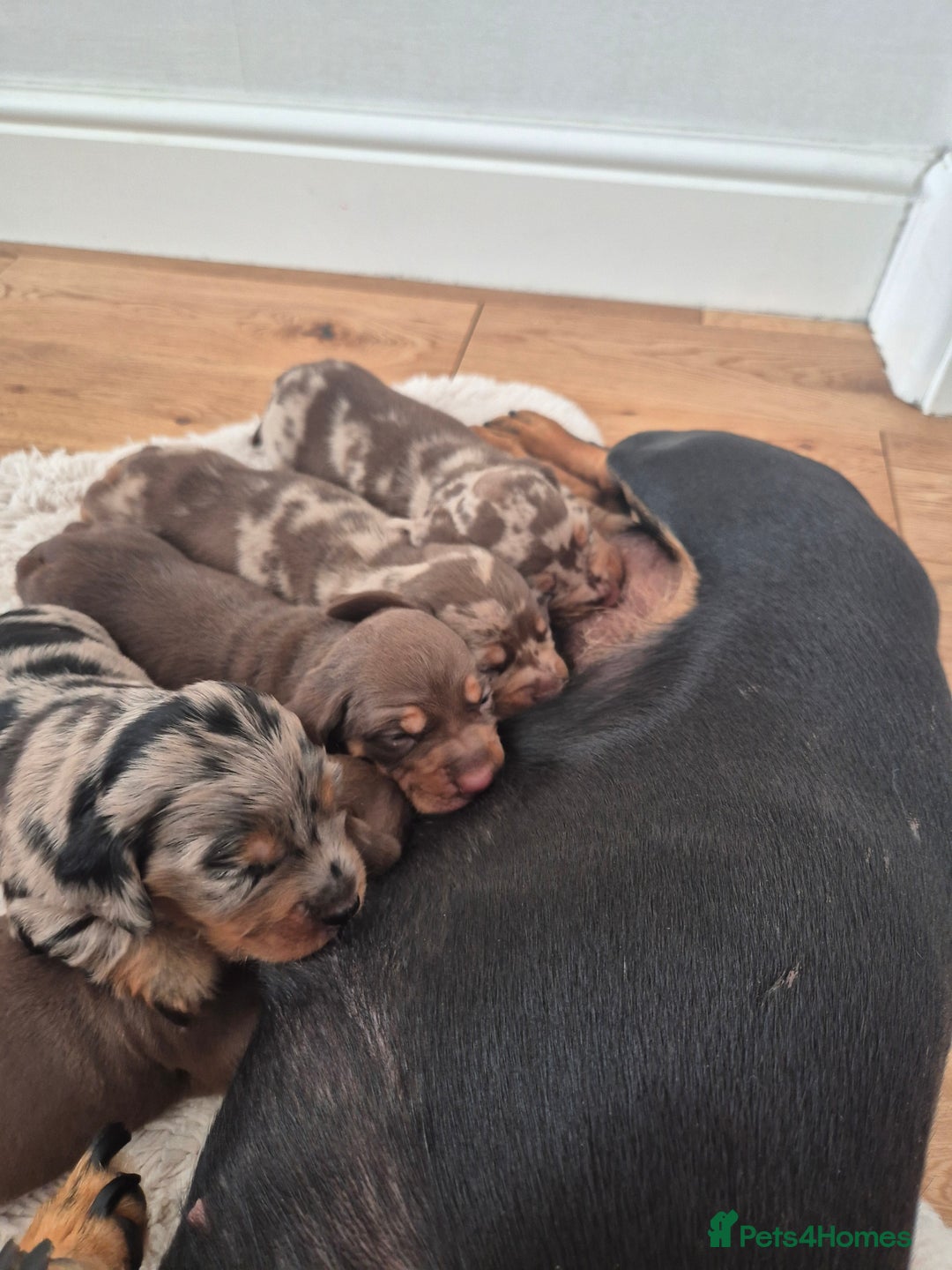 Dachshund dogs for sale: Miniature dachshund puppies PRA CLR - Image 15