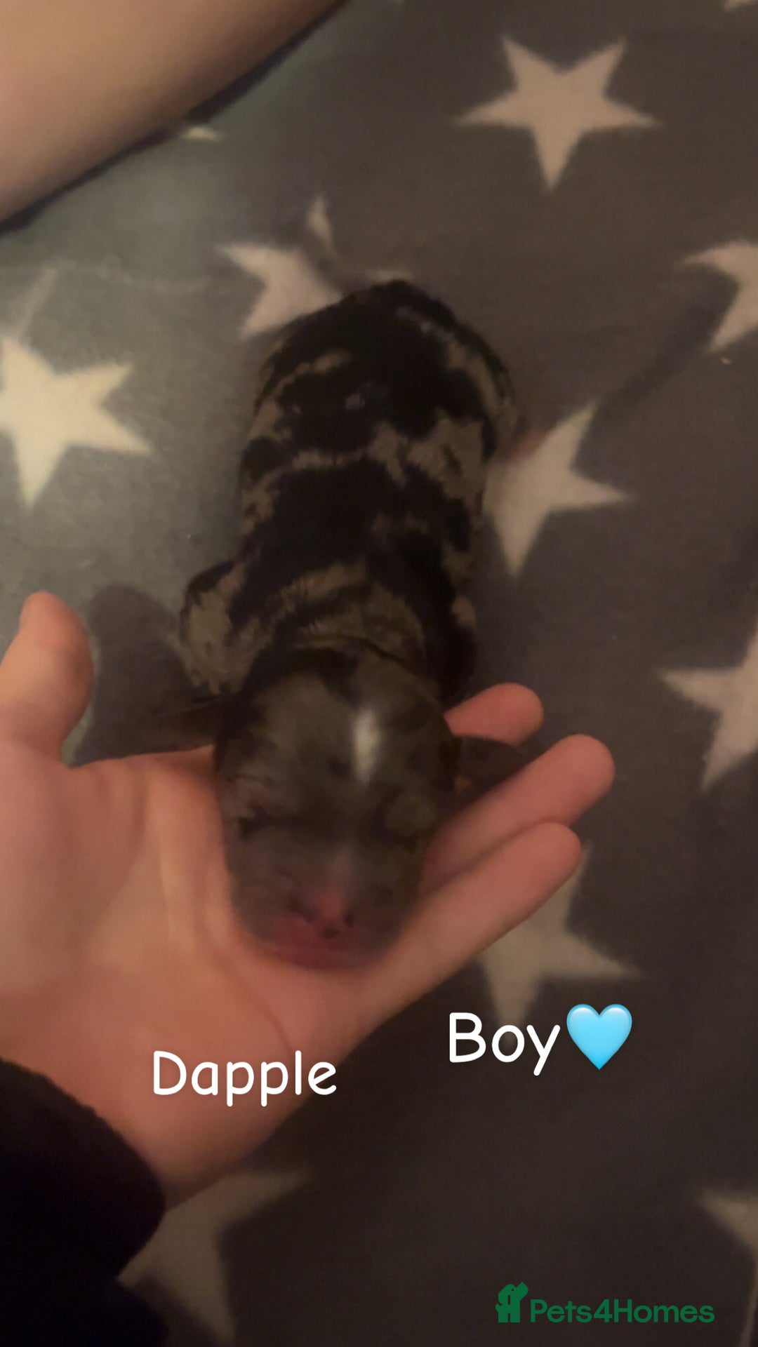 Cockapoo dogs for sale: Cockapoo puppies  - Image 4