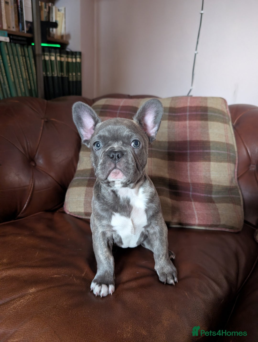 French Bulldog dogs for sale: French bulldog pups - Advert 7