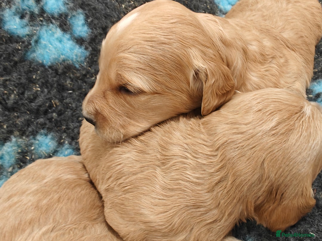 Goldendoodle dogs for sale: Miniature Goldendooles - Image 6