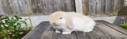 Mini Lop rabbits for sale: Mini Lop bunnies Pure Breed  - Advert 16
