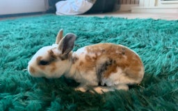 Rex rabbits for sale: Pure bred mini Rex  - Image 5