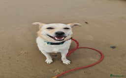 Mixed Breed dogs for adoption: Yellow for adoption - Image 6