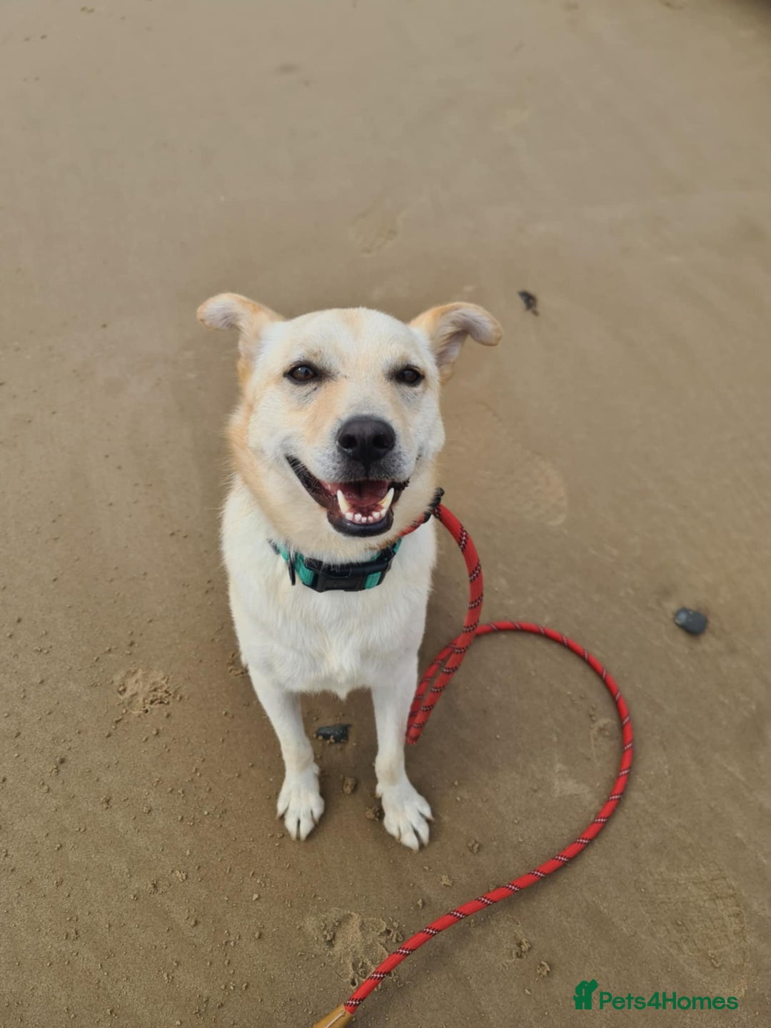 Mixed Breed dogs for adoption: Yellow for adoption - Image 6