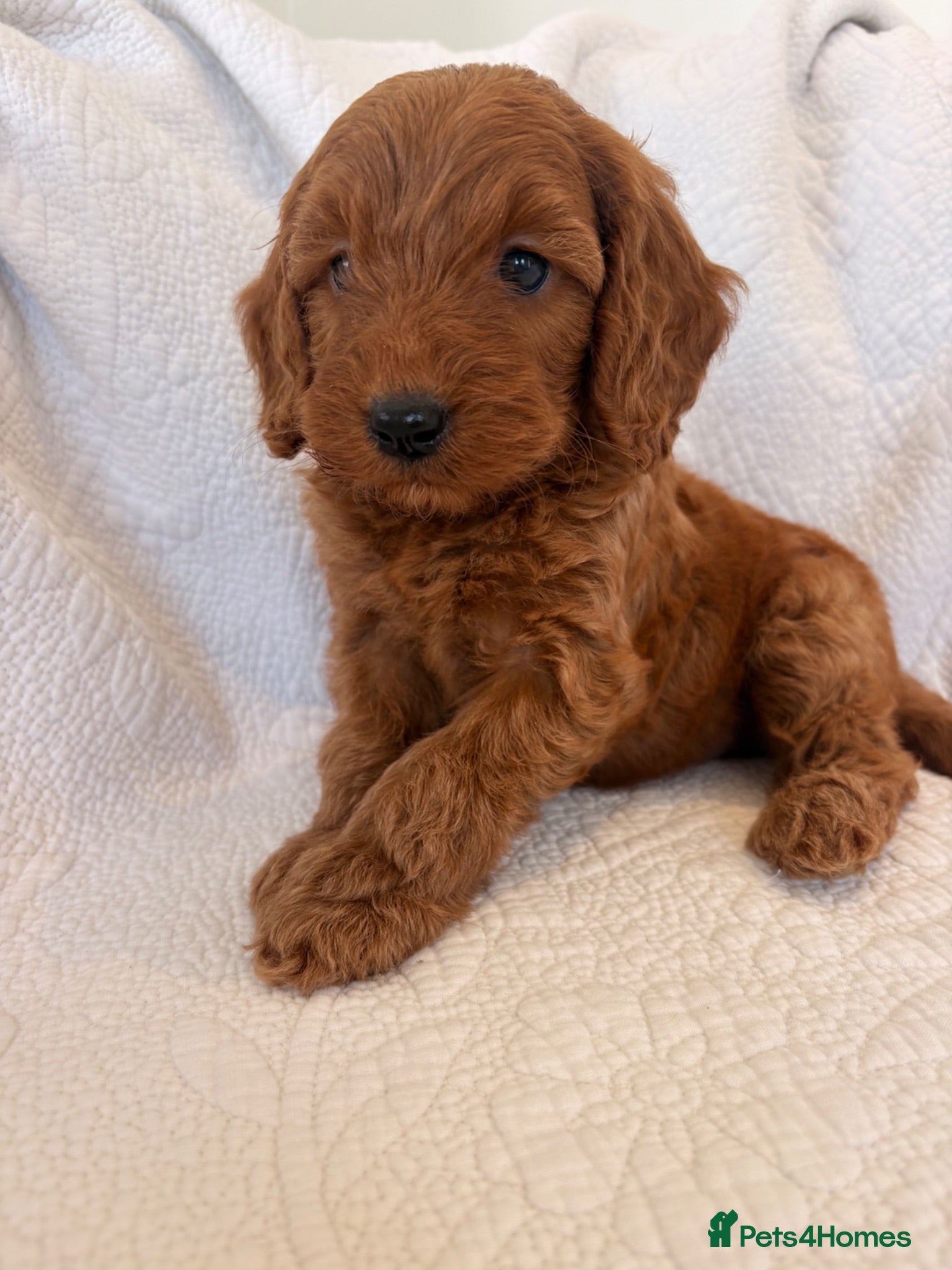 Cockapoo dogs LICENSED BREEDER QUALITY COCKAPOO PUPPIES  - Advert 2