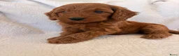 Cockapoo dogs for sale: LICENSED BREEDER QUALITY COCKAPOO PUPPIES  - Advert 2