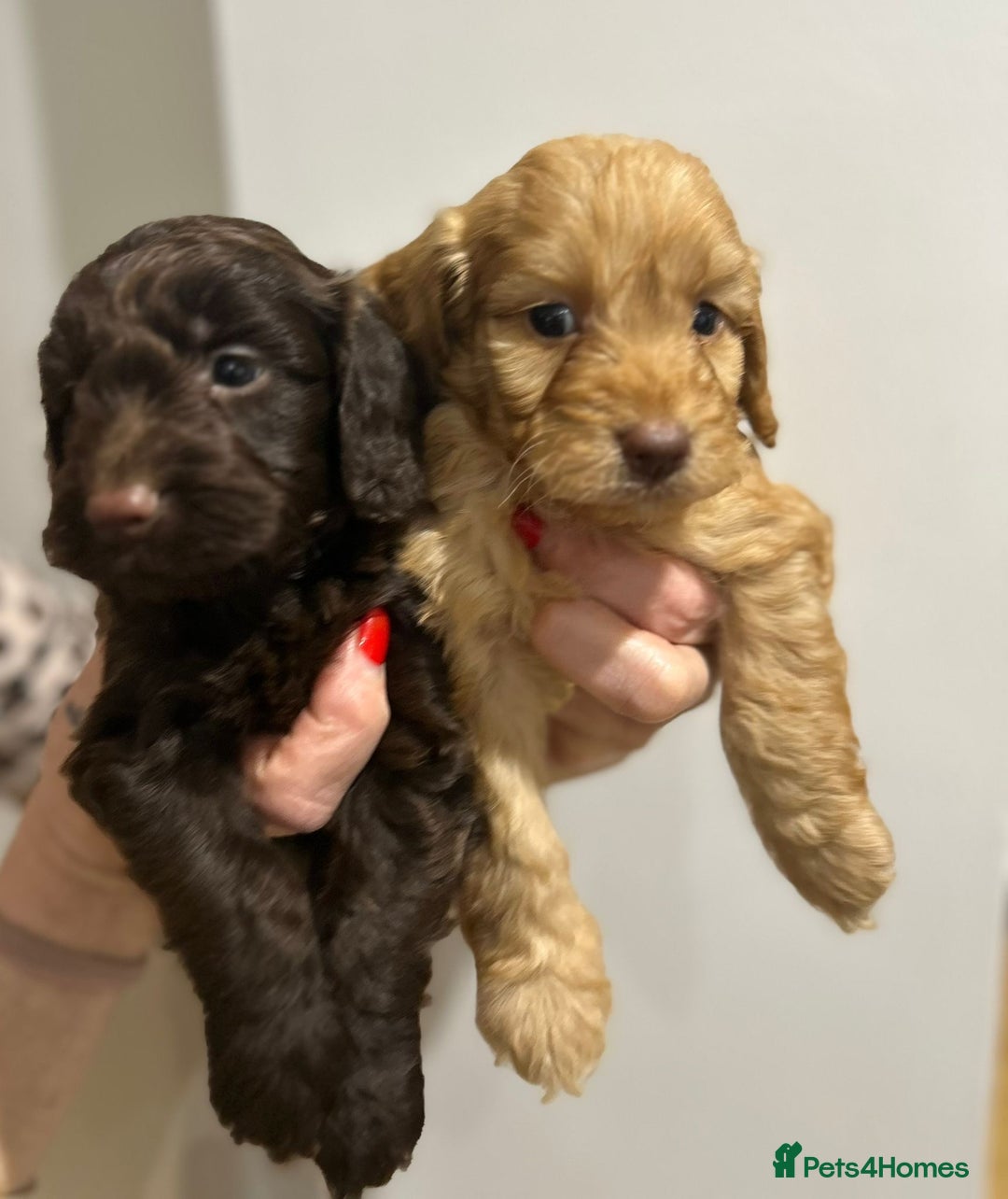 Cockapoo dogs for sale: Beautiful cockapoo puppies  - Advert 9