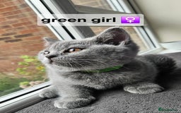British Shorthair cats for sale: Beautiful Pedigree British short hair kittens🐈 in Buckhurst Hill - Image 7