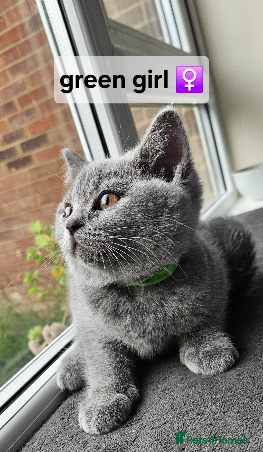 British Shorthair cats for sale: Beautiful Pedigree British short hair kittens🐈 in Buckhurst Hill - Image 7