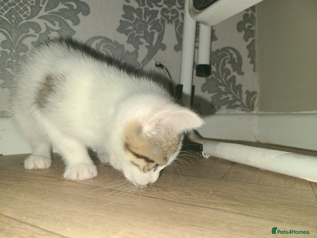 Mixed Breed cats for sale: Lilac & gold kittens  - Advert 19