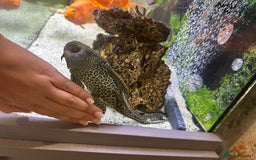 Cichlids fish for sale: Tropical fish  - Image 25