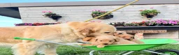 Mini Goldendoodle dogs for sale: 🐶 MINI GOLDENDOODLES 🐶 - Advert 6