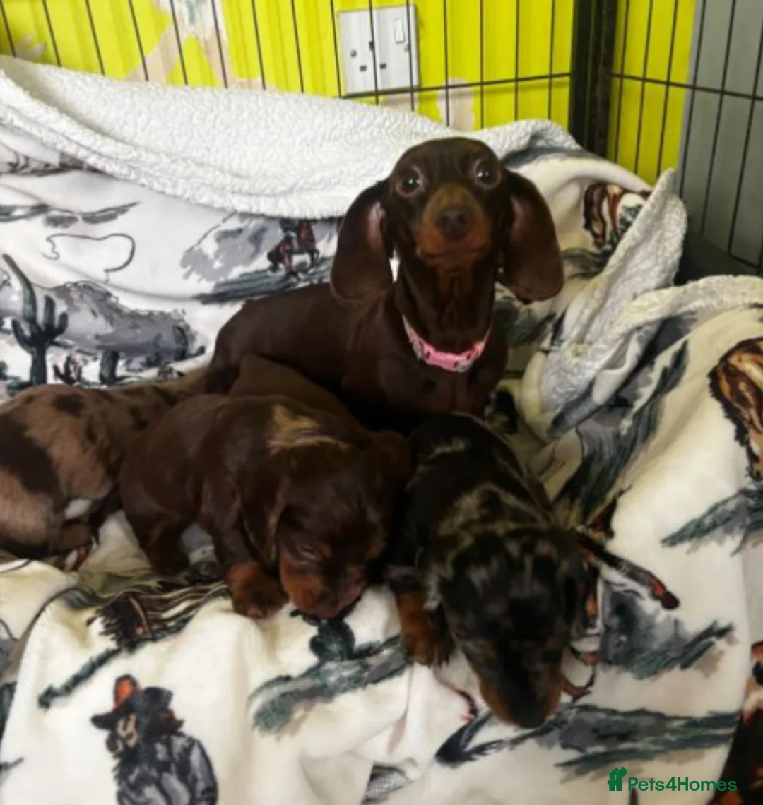 Dachshund dogs for sale: Beautiful Dachshund Puppies - 7 Weeks Old in London - Advert 6