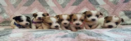 Jack Russell dogs for sale: KC reg Jack Russell pups, parents DNA health teste - Advert 7