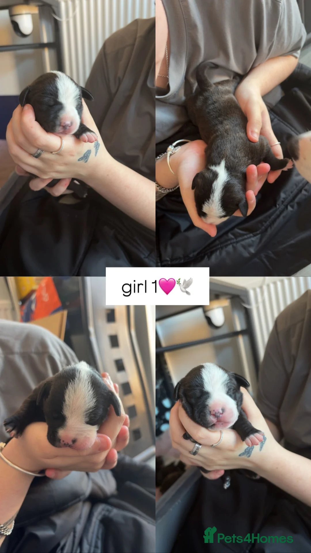 Staffordshire Bull Terrier dogs for sale: 🐾 Beautiful Staffordshire Bull Terrier Puppies🐾 - Advert 2