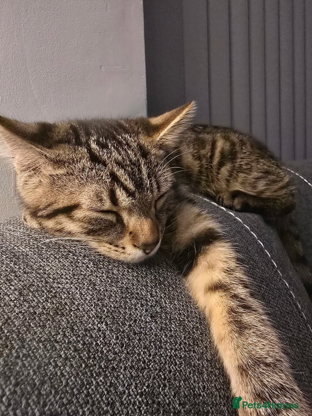 Mixed Breed cats for sale: Heartbreaking decision to rehome - Advert 3