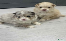 Pomeranian dogs for sale: Beautiful Pomeranian puppies amazing rare colours - Image 2