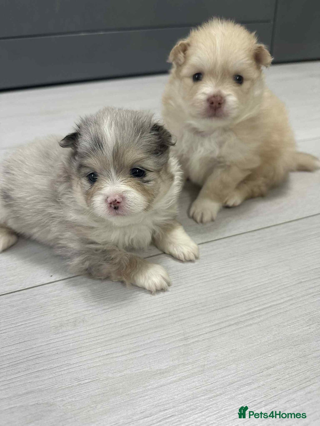 Pomeranian dogs for sale: Beautiful Pomeranian puppies amazing rare colours - Image 2