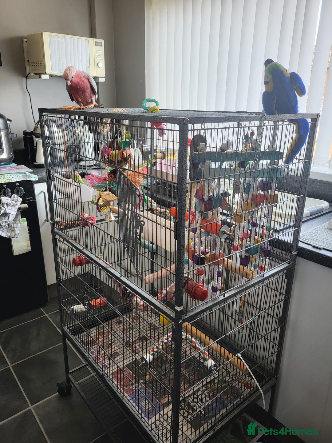 Cockatoo birds for sale: Australian galah cockatoo 13 months old  - Image 6