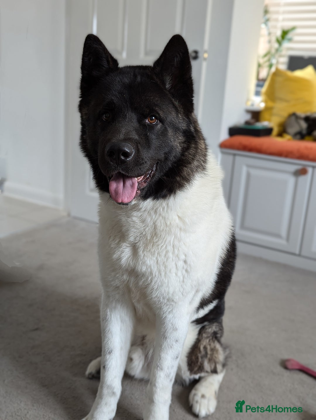 Akita dogs for sale: Zeus looking for his forever home - Advert 8