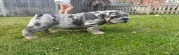 English Bulldog dogs for sale: Top Quality English Bulldog Pups Not Your Usual  in Colchester - Advert 3