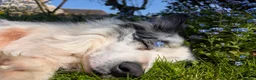 Border Collie dogs for stud: Beautiful Blue Merle looking to Stud him.   - Advert 10