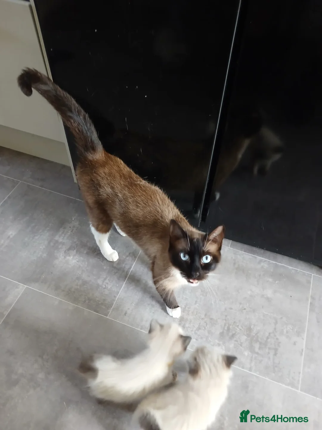 Ragdoll cats for sale: 6 wk old ragdoll kittens ready to leave 12th june in Newcastle - Advert 2