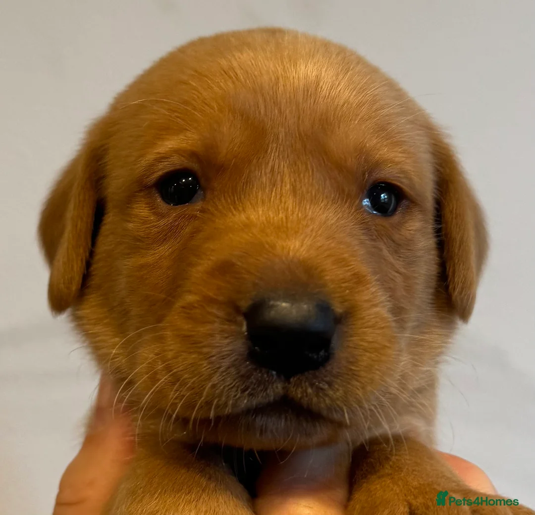 Labrador Retriever dogs for sale: EXCEPTIONALLY WELL BRED FOX RED LABRADOR PUPPIES  - Advert 35