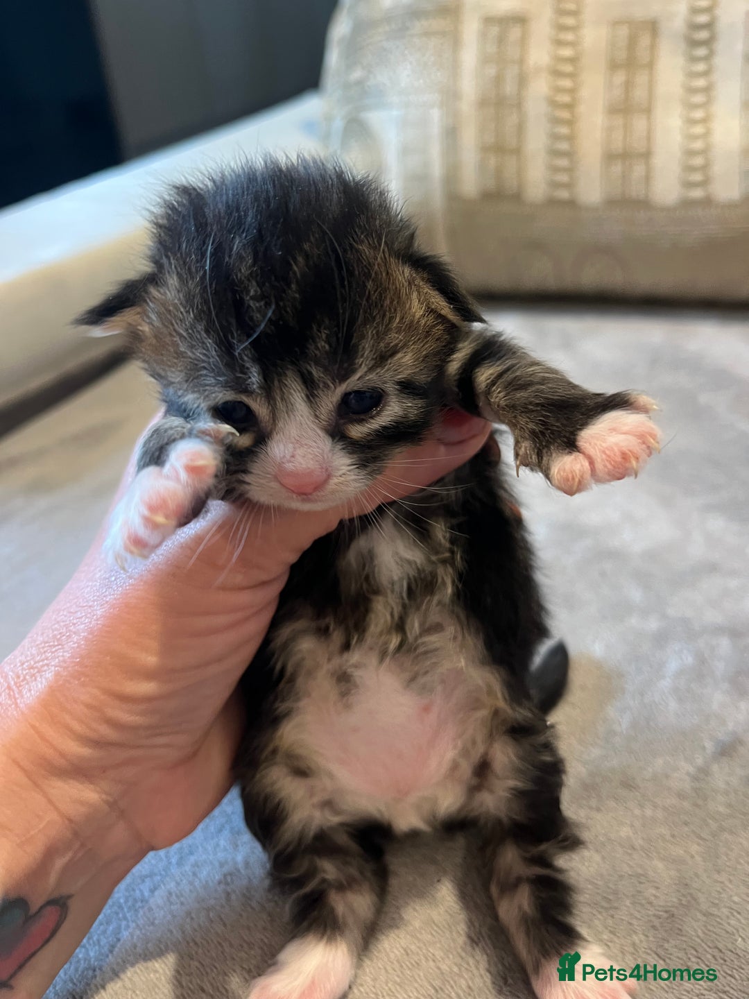 Mixed Breed cats for sale: Maine Coon Mix  - Advert 5