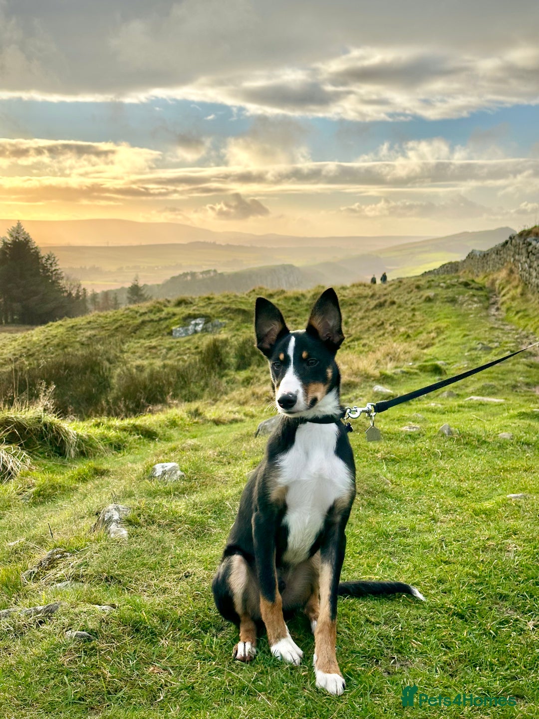 Border Collie dogs for sale: Tri Colour Smooth Fur Collie (MALE) For Sale - Advert 6