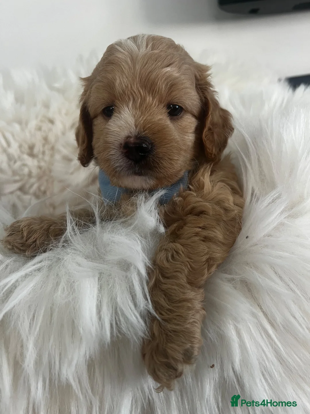 Maltipoo dogs for sale: Absolutely Outstanding Malitpoo Puppies  - Advert 1