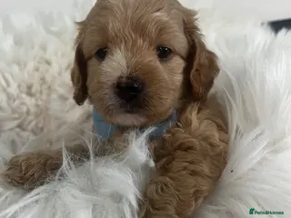 Maltipoo dogs Absolutely Outstanding Maltipoo Puppies - Advert 8