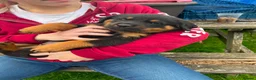 Rottweiler dogs for sale: 8 Rottweiler Pups (ONLY 2 LEFT) - Advert 5