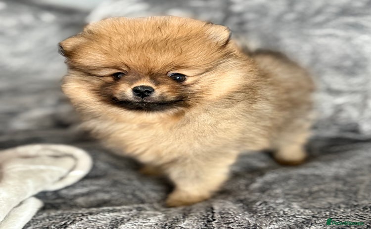 Pomeranian dogs - Advert 2