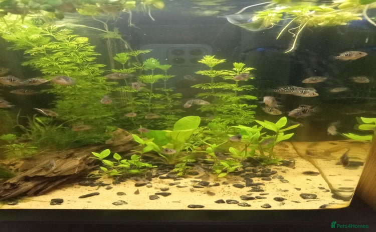 Cichlids fish - Advert 11