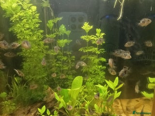 Cichlids fish - Advert 39