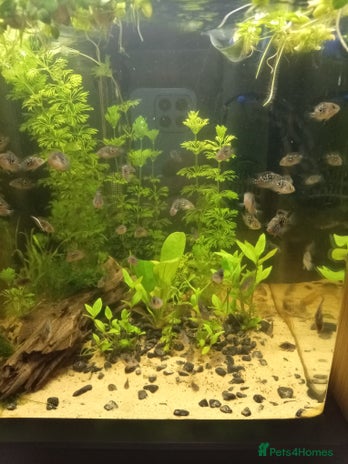Cichlids fish - Advert 4